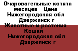 Очаровательные котята 1,5 месяцев › Цена ­ 1 - Нижегородская обл., Дзержинск г. Животные и растения » Кошки   . Нижегородская обл.,Дзержинск г.